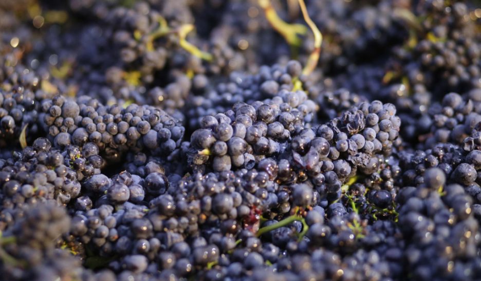 La Californie interdit un insecticide controversé