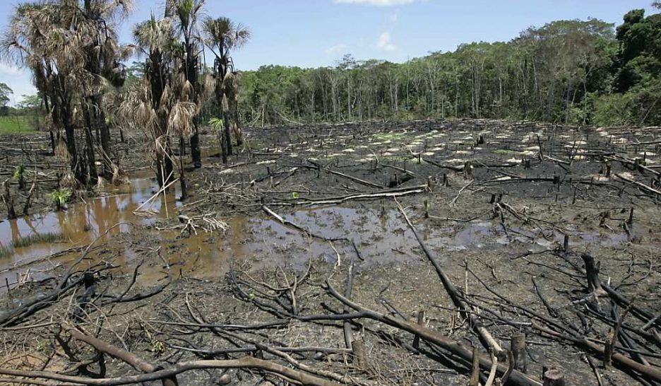 La déforestation multipliée par quatre