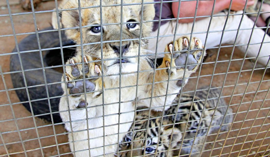 Les lions ne font pas de vieux os