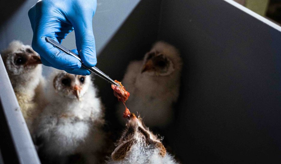 L’hôpital pour oiseaux bat de l’aile 1