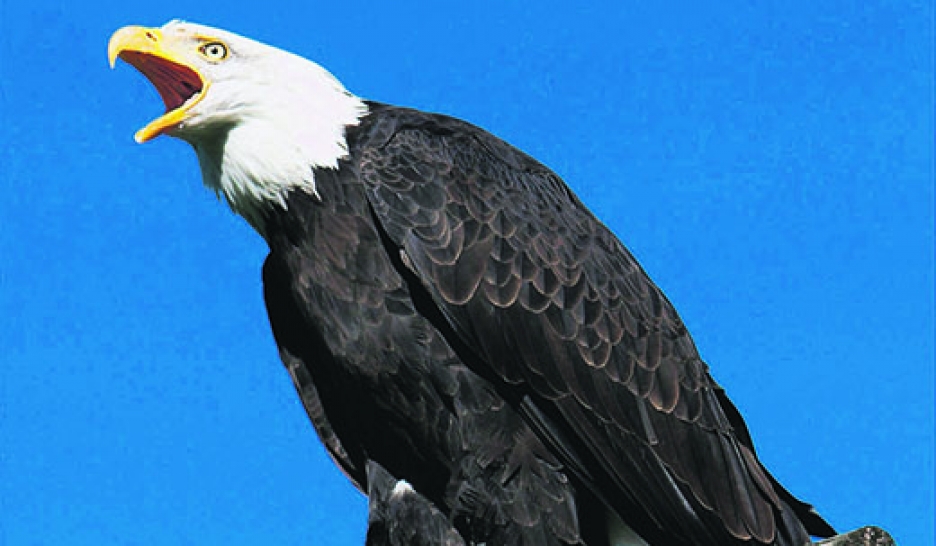 Encore plus menacés