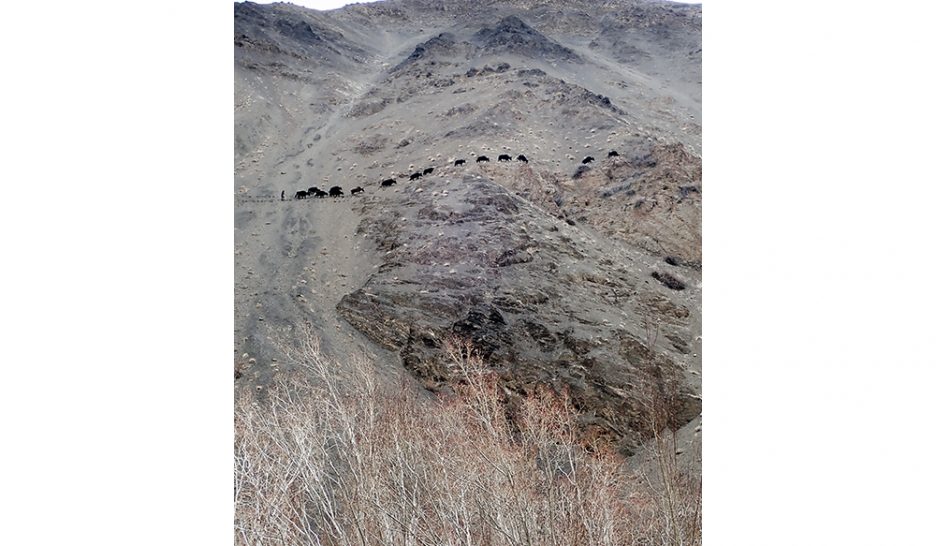 3 mai, Zangla Sumdo. Trois jours de marche pour monter à l’alpage avec les vaches, les dzôs et les yaks du village de Tsazar. Il paraît que l’herbe a commencé de pousser là-haut à 4’200 mètres. YCD