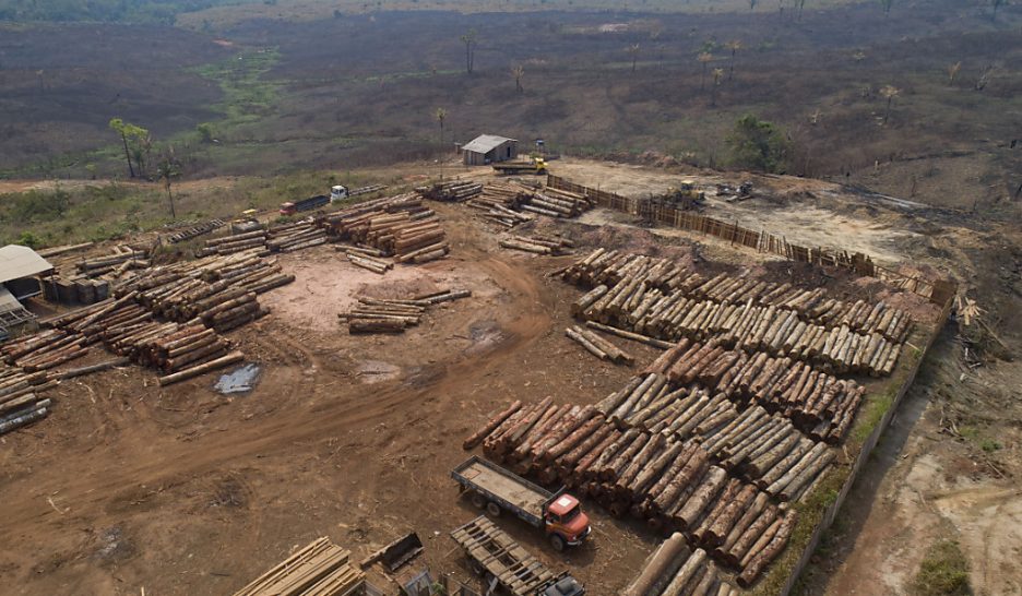 Le bois issue de coupes illégales bientôt interdit