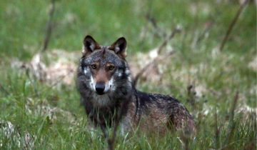 Le loup sera au menu du peuple