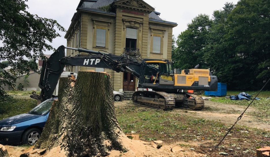 Les Verts veulent un moratoire sur l’abattage des arbres