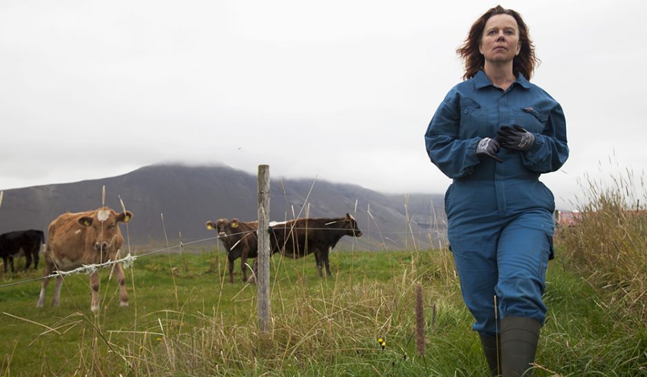 Western laitier en Islande