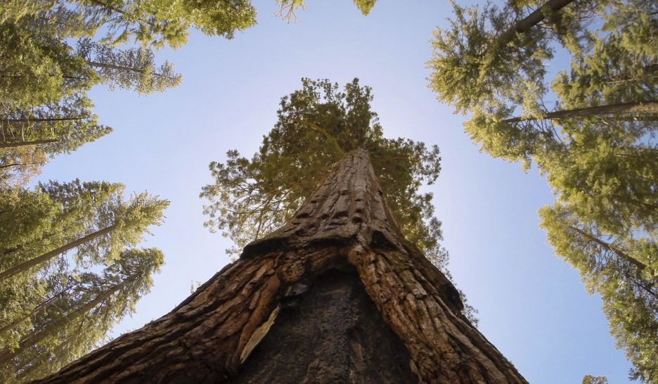 Le pacte du feu des séquoias géants