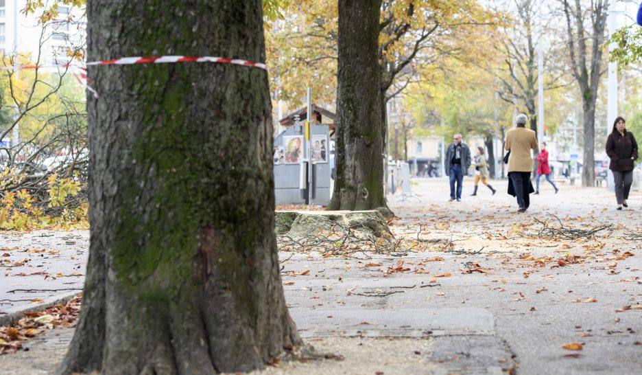 Les partis s’arrachent la cause des arbres