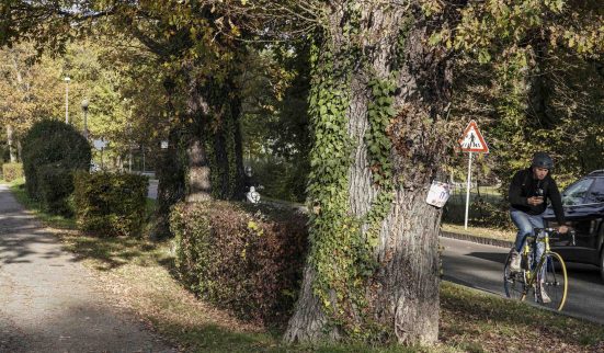 Entre racines et bitume 1