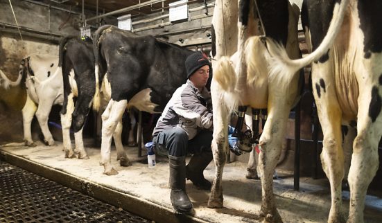 Feu vert au «paquet lait»