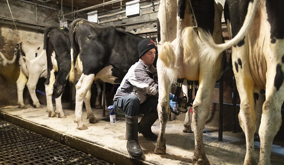 Feu vert au «paquet lait»