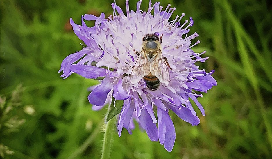 L’apiculture, ennemie des abeilles?