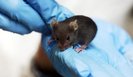 Pas plus de contrôles sur l'expérimentation animale