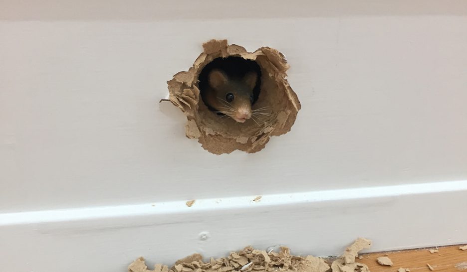 Ryan Gander, les formats de l’art