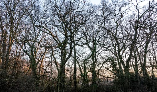 Abattage d'arbres contesté à Pinchat 1