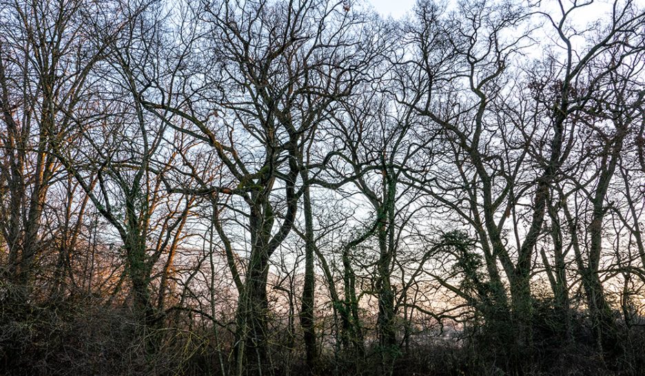 Abattage d'arbres contesté à Pinchat 1