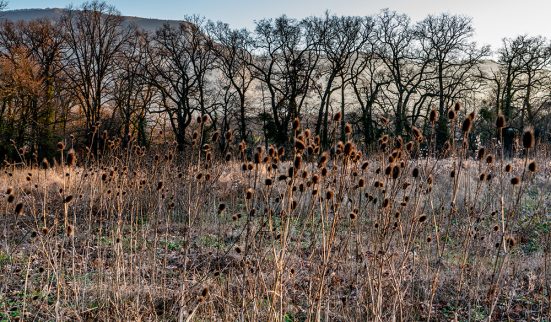 Forêt de Pinchat: Carouge temporise