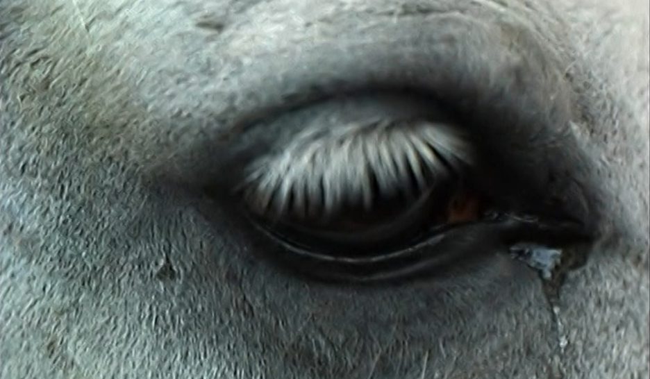 Introspection cinéphage