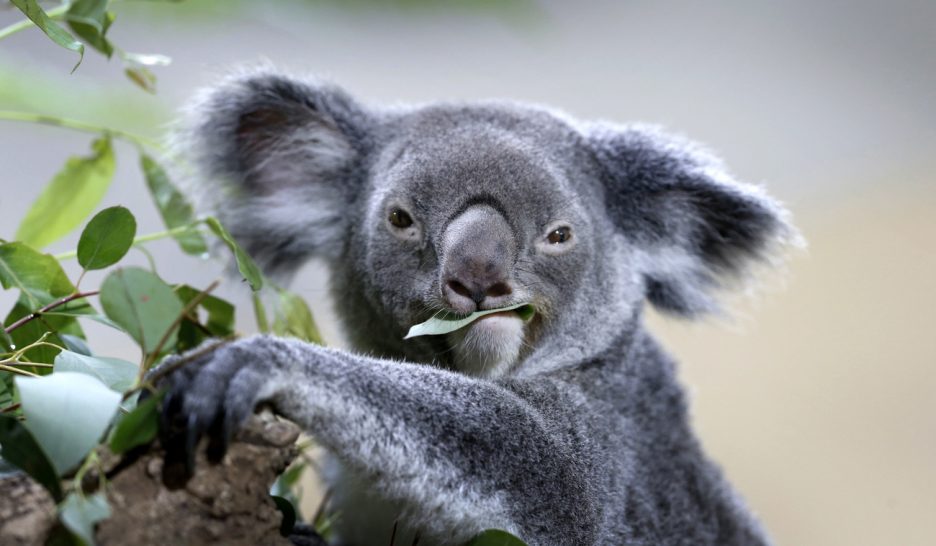 La faune australienne à genoux
