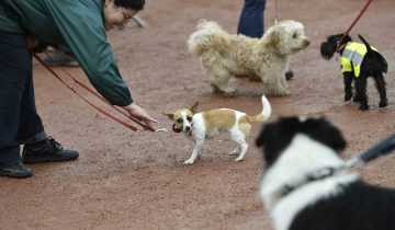 La taxe sur les chiens au panier?