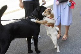 Ne pas museler l’impôt sur les chiens
