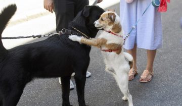 Ne pas museler l’impôt sur les chiens