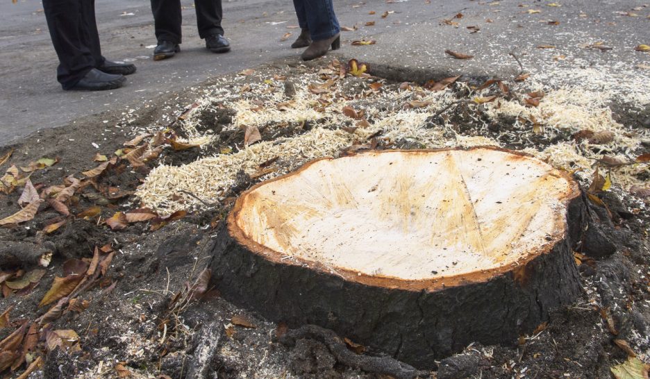 Pas de repos pour les tronçonneuses