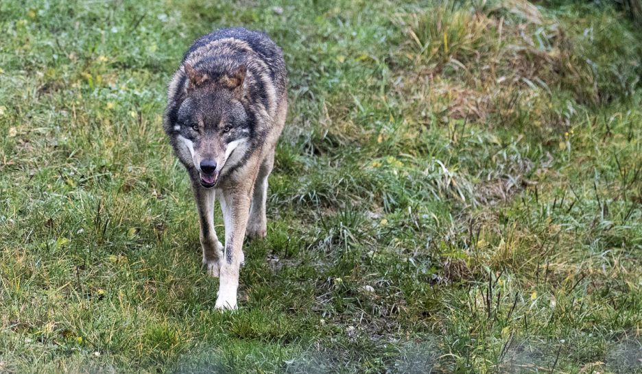 Le loup restera une espèce protégée