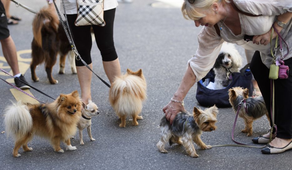 L'impôt sur les chiens est maintenu