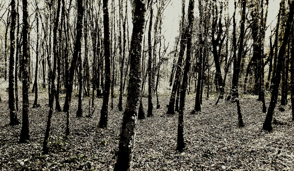 A la lisière des mondes