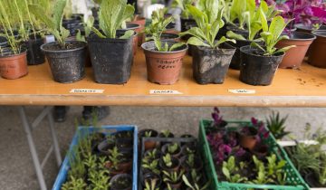 Pétition pour autoriser la vente de plantons