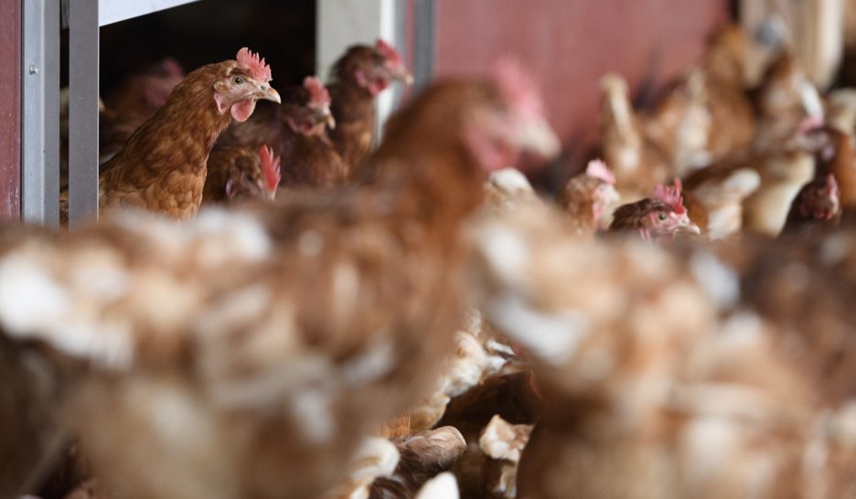 Poules pondeuses à l’honneur