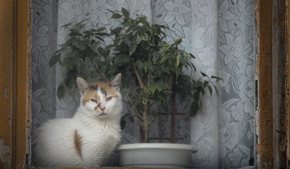 Des conseils au poil pour les animaux