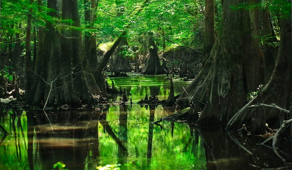 L’enfer vert