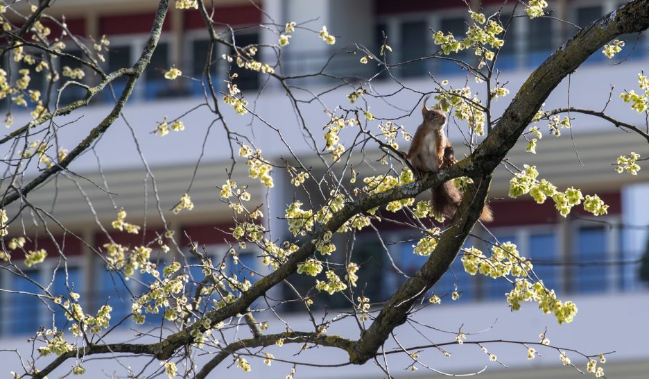 «On redécouvre le chant des oiseaux!» 1