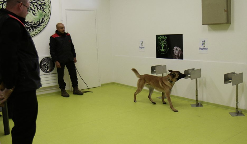 Ces chiens qui flairent le coronavirus 1