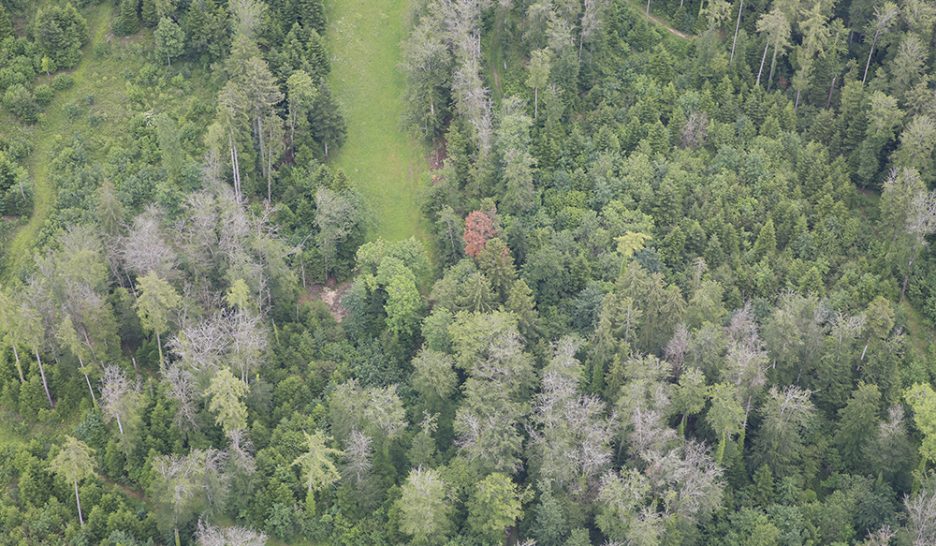 Dans les forêts, on dirait (déjà) le sud