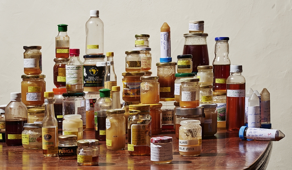 Du miel pour la science 1