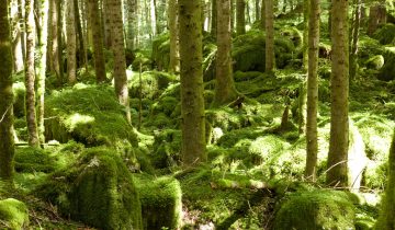 Les forêts vont mieux