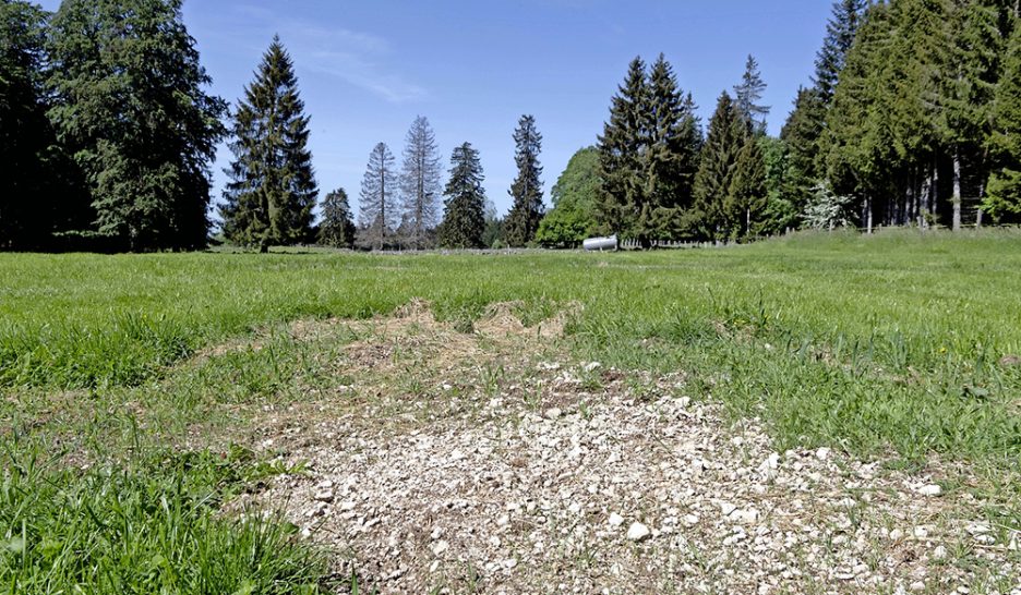 Nature morte illégale 1