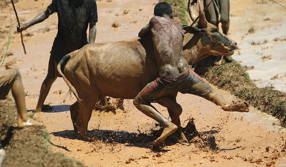 Des zébus et des hommes