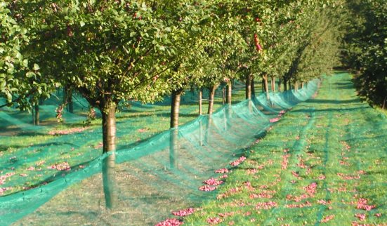 Dix ans de damassine AOP… à l’eau