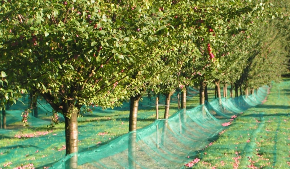 Dix ans de damassine AOP… à l’eau