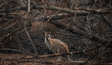 Feux catastrophiques pour la faune