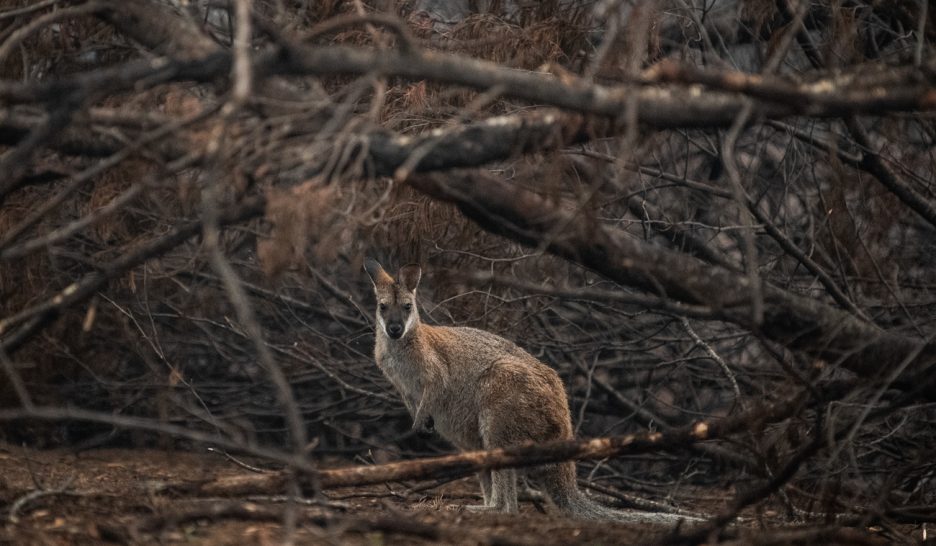 Feux catastrophiques pour la faune