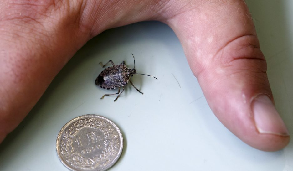 Guêpe samouraï contre punaise 1