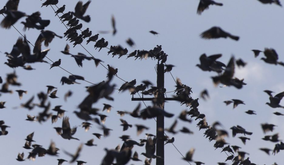 La Confédération veut assainir les lignes électriques