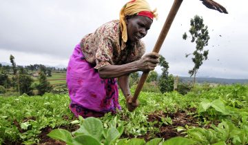 L’agroécologie, clé pour s'adapter au climat