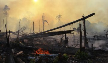 L’Amazonie à petit feu 1