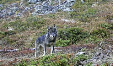 «Le loup reste protégé» 5